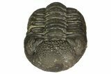 Detailed Morocops Trilobite - Morocco #155870-2